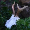 Deer Skull With Antlers, Small -Viking Clothing Shop deer skull with antlers small