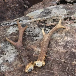 Set Of 2 Antlers -Viking Clothing Shop set of 2 antlers 4